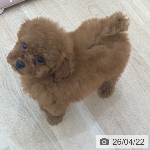 トイ・プードルの写真