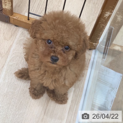 トイ・プードルの写真