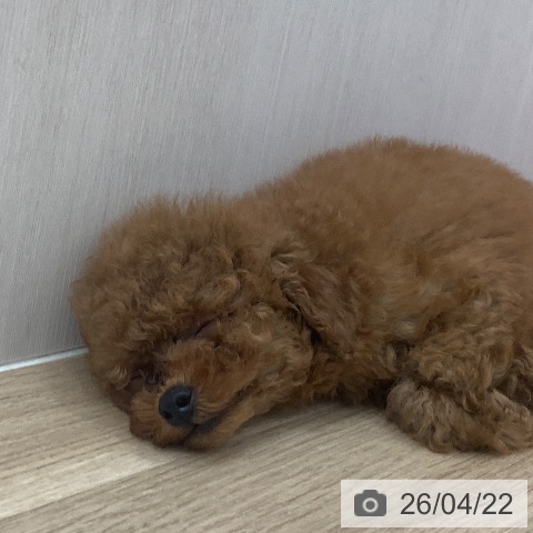 トイ・プードルの写真