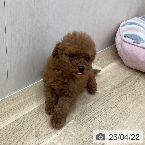 トイ・プードルの写真