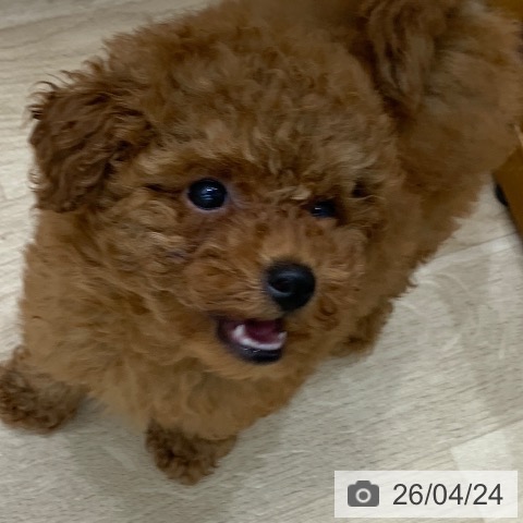 トイ・プードルの写真