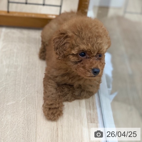 トイ・プードルの写真