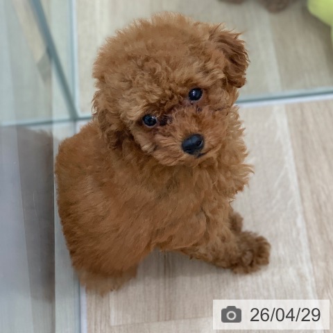 岐阜県のトイプードル(トイ) (ペットプラス 光ケ丘店/2026年2月16日生まれ/男の子/レッドフォーン)の子犬の4枚目の画像