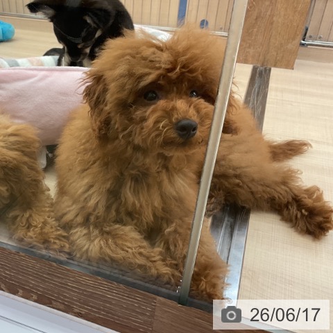 三重県のトイプードル(トイ) (ペッツワン 桑名店/2026年2月16日生まれ/男の子/レッドフォーン)の子犬の4枚目の画像