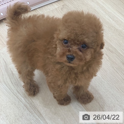 トイ・プードルの写真