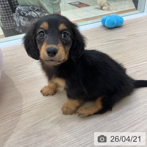 ミニチュア・ダックスフンドの写真