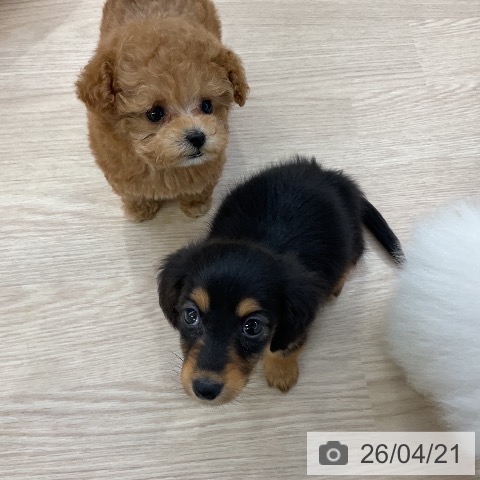 ミニチュア・ダックスフンドの写真