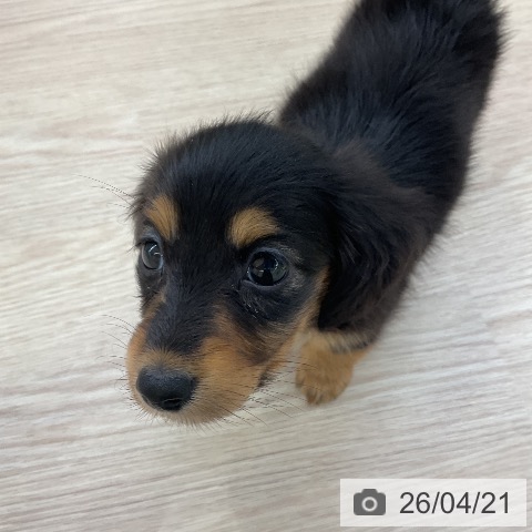 ミニチュア・ダックスフンドの写真