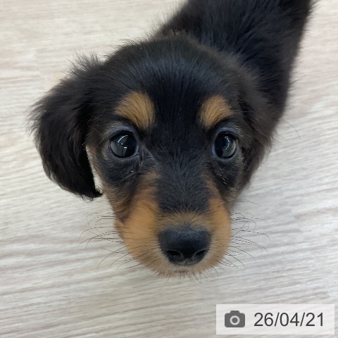 ミニチュア・ダックスフンドの写真