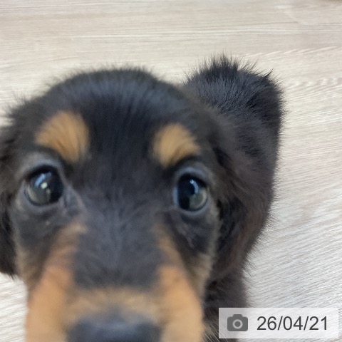 ミニチュア・ダックスフンドの写真