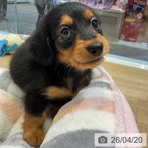 ミニチュア・ダックスフンドの写真