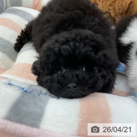 トイ・プードルの写真