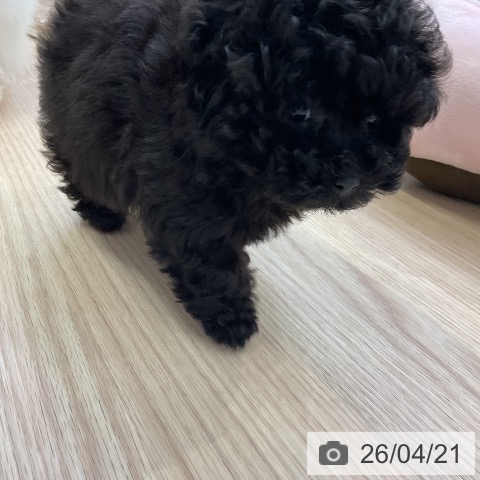 トイ・プードルの写真