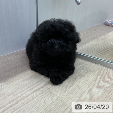 トイ・プードルの写真