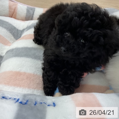 トイ・プードルの写真