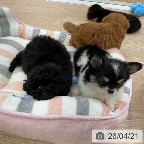 トイ・プードルの写真