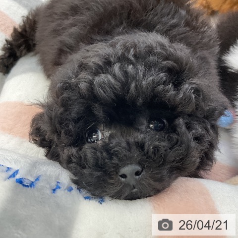 トイ・プードルの写真