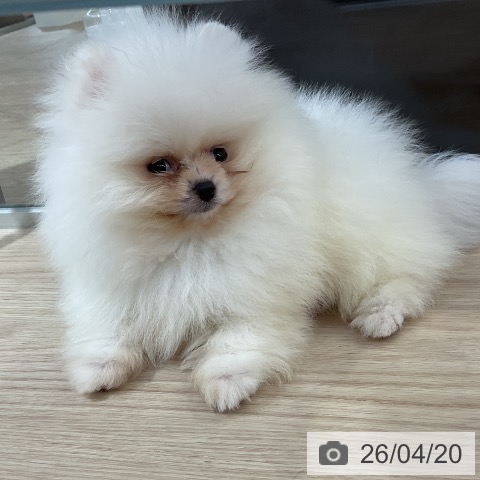 ポメラニアンの写真