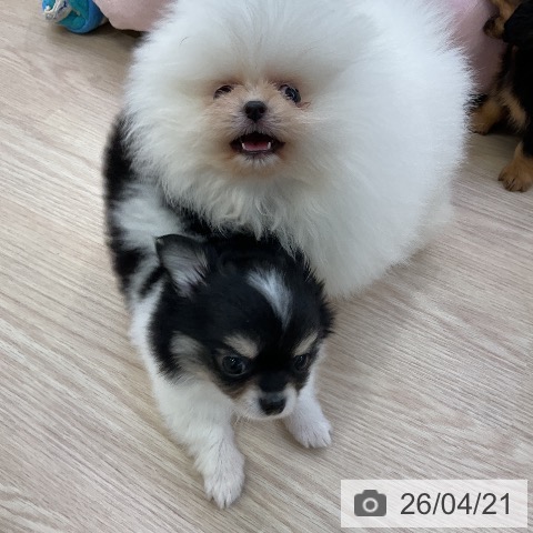 ポメラニアンの写真