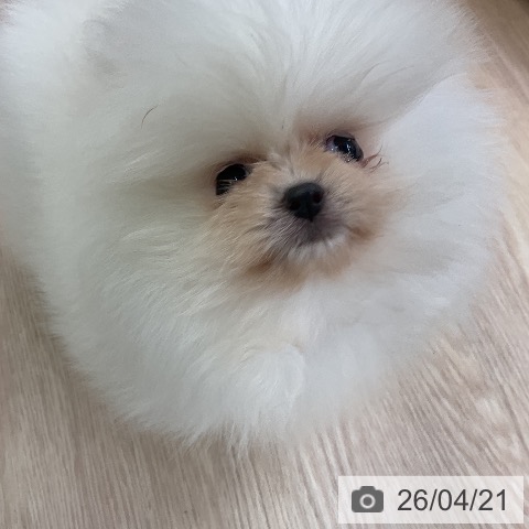 ポメラニアンの写真