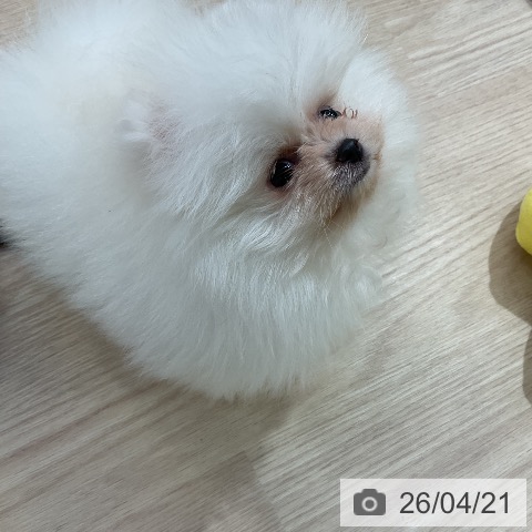 ポメラニアンの写真