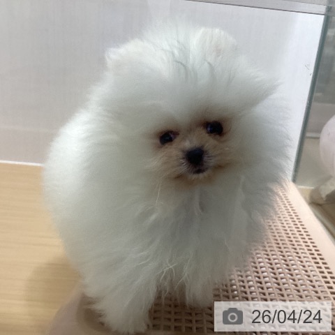 愛知県のポメラニアン (ペットプラス ナゴヤドーム前店/2026年2月18日生まれ/男の子/クリーム)の子犬の3枚目の画像