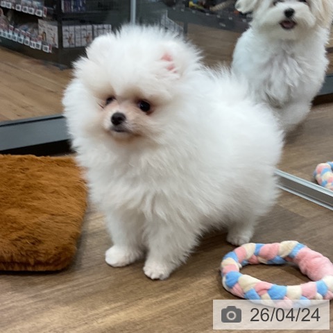 愛知県のポメラニアン (ペッツワン 東海店/2026年2月18日生まれ/女の子/クリーム)の子犬の4枚目の画像