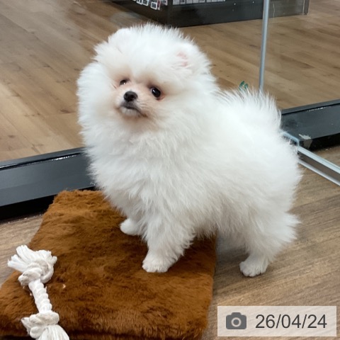 愛知県のポメラニアン (ペッツワン 東海店/2026年2月18日生まれ/女の子/クリーム)の子犬の3枚目の画像