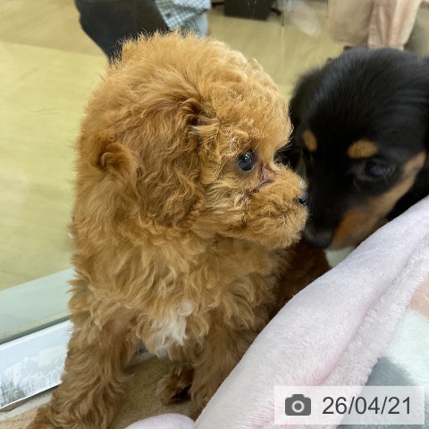 トイ・プードルの写真