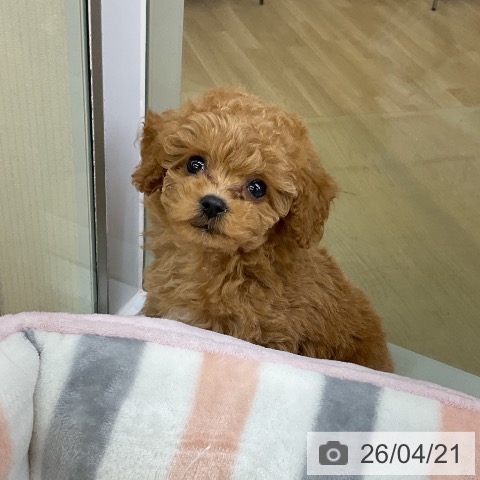 トイ・プードルの写真