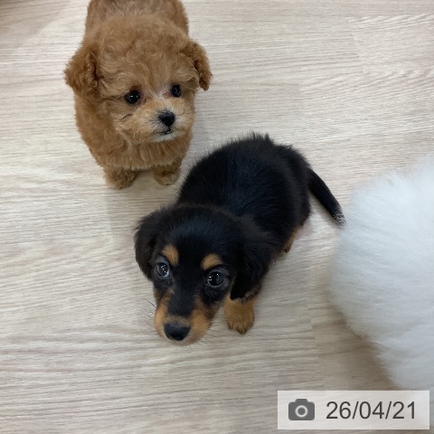 トイ・プードルの写真