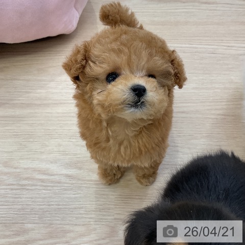 トイ・プードルの写真