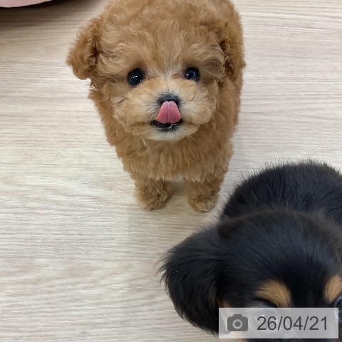 トイ・プードルの写真