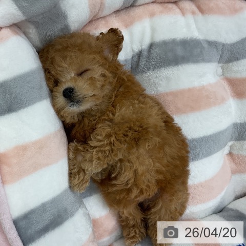 トイ・プードルの写真