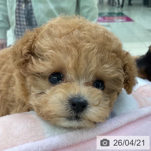 トイ・プードルの写真