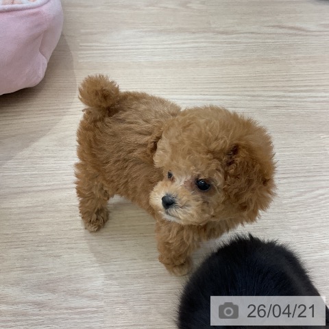 トイ・プードルの写真