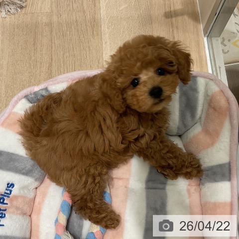 三重県のトイプードル(トイ) (ペットプラス 鈴鹿店/2026年2月18日生まれ/男の子/レッド)の子犬の4枚目の画像