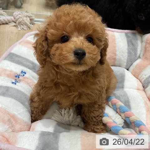 三重県のトイプードル(トイ) (ペットプラス 鈴鹿店/2026年2月18日生まれ/男の子/レッド)の子犬の3枚目の画像