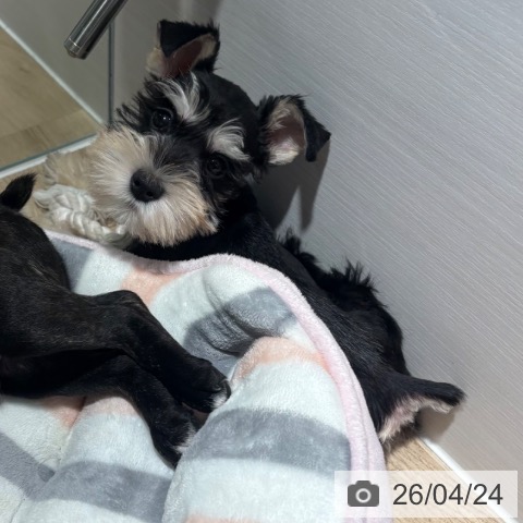 兵庫県のミニチュアシュナウザー (ペットプラス 神戸三宮店/2026年2月19日生まれ/男の子/ブラックシルバー)の子犬の3枚目の画像