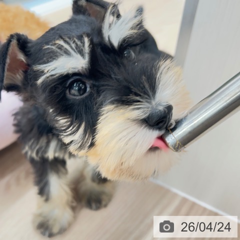 京都府のミニチュアシュナウザー (ペットプラス 京都桂川店/2026年2月19日生まれ/男の子/ブラックシルバー)の子犬の4枚目の画像