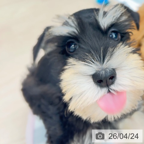 京都府のミニチュアシュナウザー (ペットプラス 京都桂川店/2026年2月19日生まれ/男の子/ブラックシルバー)の子犬の3枚目の画像