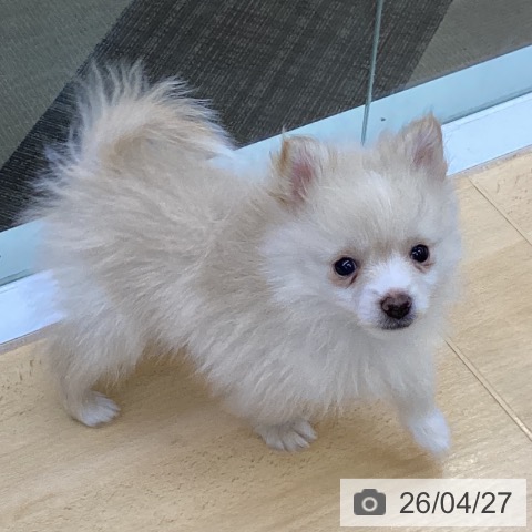 三重県のポメラニアン (ペットプラス 津南店/2026年2月19日生まれ/男の子/クリーム)の子犬の4枚目の画像