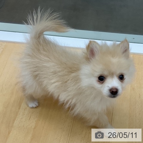 三重県のポメラニアン (ペットプラス 津南店/2026年2月19日生まれ/男の子/クリーム)の子犬の4枚目の画像