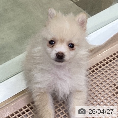 三重県のポメラニアン (ペットプラス 津南店/2026年2月19日生まれ/男の子/クリーム)の子犬の3枚目の画像