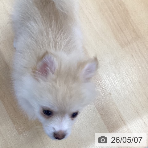 三重県のポメラニアン (ペットプラス 津南店/2026年2月19日生まれ/男の子/クリーム)の子犬の3枚目の画像