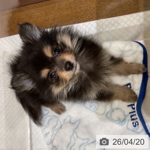 ポメラニアンの写真