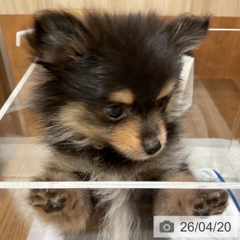 ポメラニアンの写真