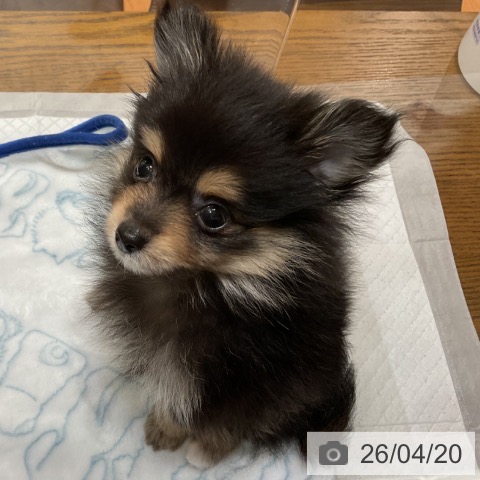 ポメラニアンの写真