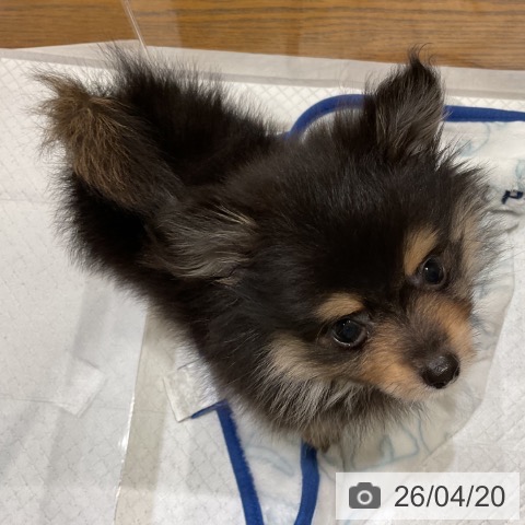 ポメラニアンの写真