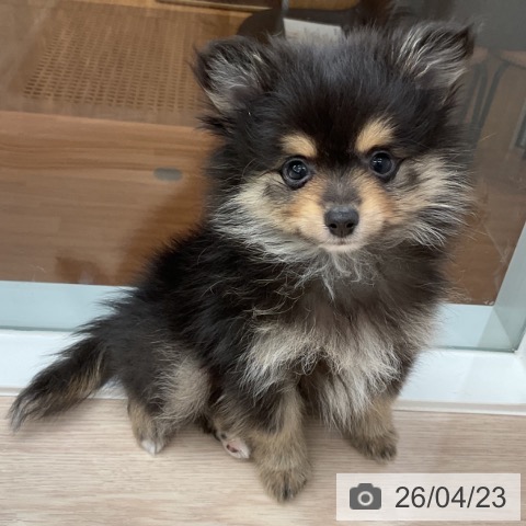 福井県のポメラニアン (ペットプラス 福井店/2026年2月19日生まれ/男の子/ブラックタン)の子犬の3枚目の画像